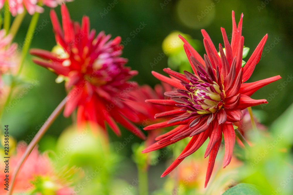 Rote kaktusdahlie (Asteraceae) im Spätsommer.