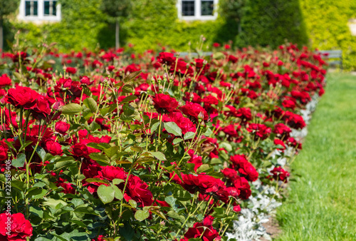 row of red roses
