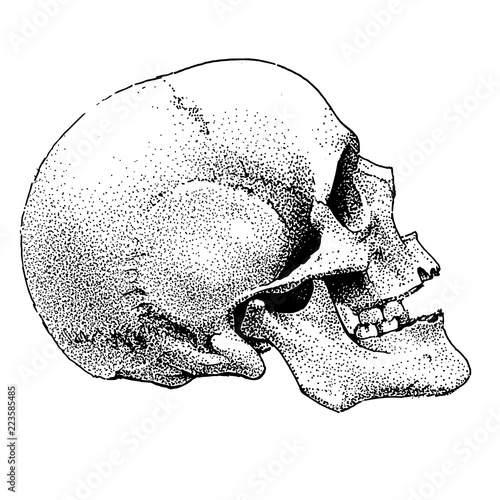 Hand drawn realistic dotted style skull. Vector design tattoo or t-shirt print.
