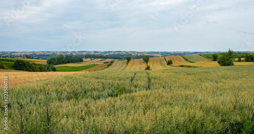 stork on arable fields in eastern Poland