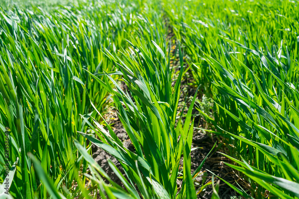 Fototapeta premium Young wheat field in spring, seedlings growing in a soil. Green wheat field, prouts of wheat. Close up. Selective focus. Agronomic background