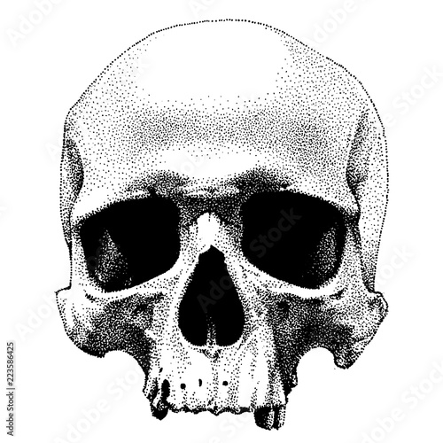 Hand drawn dotted style skull. Vector object isolated on white background