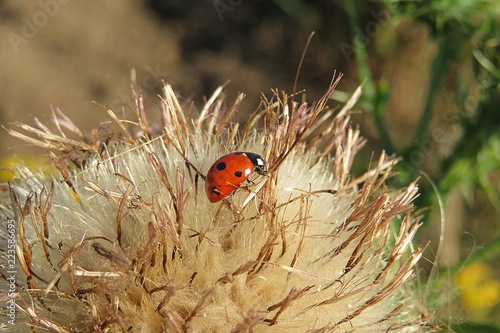 Ladybug on a thistle flower in the meadow, closeup