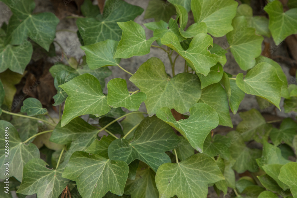 Ivy leaves Ivy leaves
