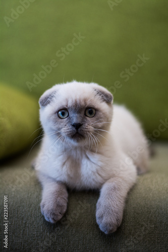 Wallpaper Mural kitten cat scottish straight, lop-eared fluffy, animal tree autumn Torontodigital.ca