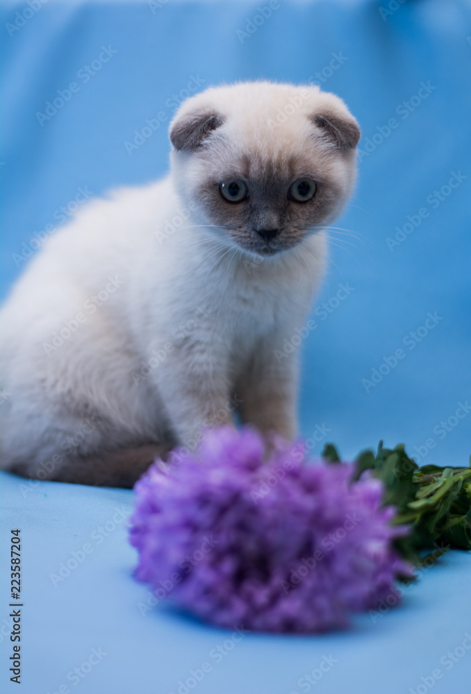 Fototapeta premium kitten cat scottish straight, lop-eared fluffy, animal tree autumn
