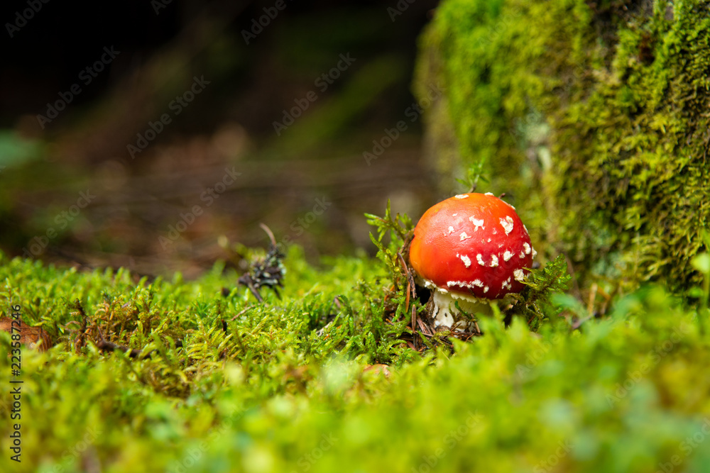 Amanita Muscaria, poisonous mushroom in the forest Amanita Muscaria, poisonous mushroom in the forest