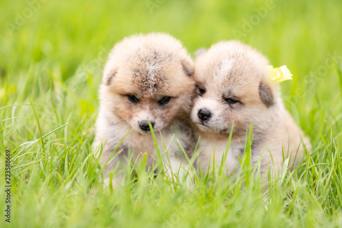 Fototapeta Naklejka Na Ścianę i Meble -  Red japanese akita puppies walks outdoor at park