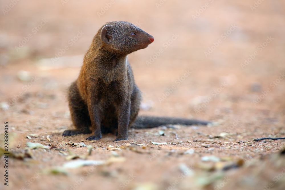 The common dwarf mongoose (Helogale parvula), sometimes just called the dwarf mongoose sitting on the ground. The common dwarf mongoose (Helogale parvula), sometimes just called the dwarf mongoose sitting on the ground.