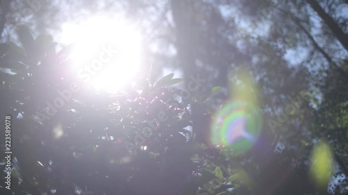 Purple rhododendrons bloom in the summer garden in the sun photo