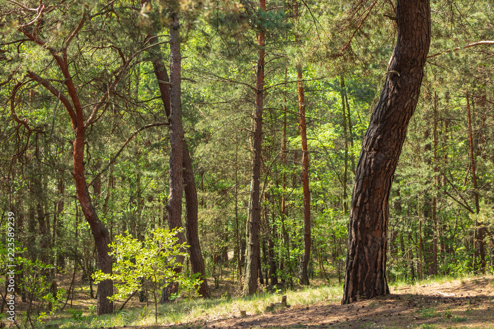 beautiful forest in the south of Poland beautiful forest in the south of Poland