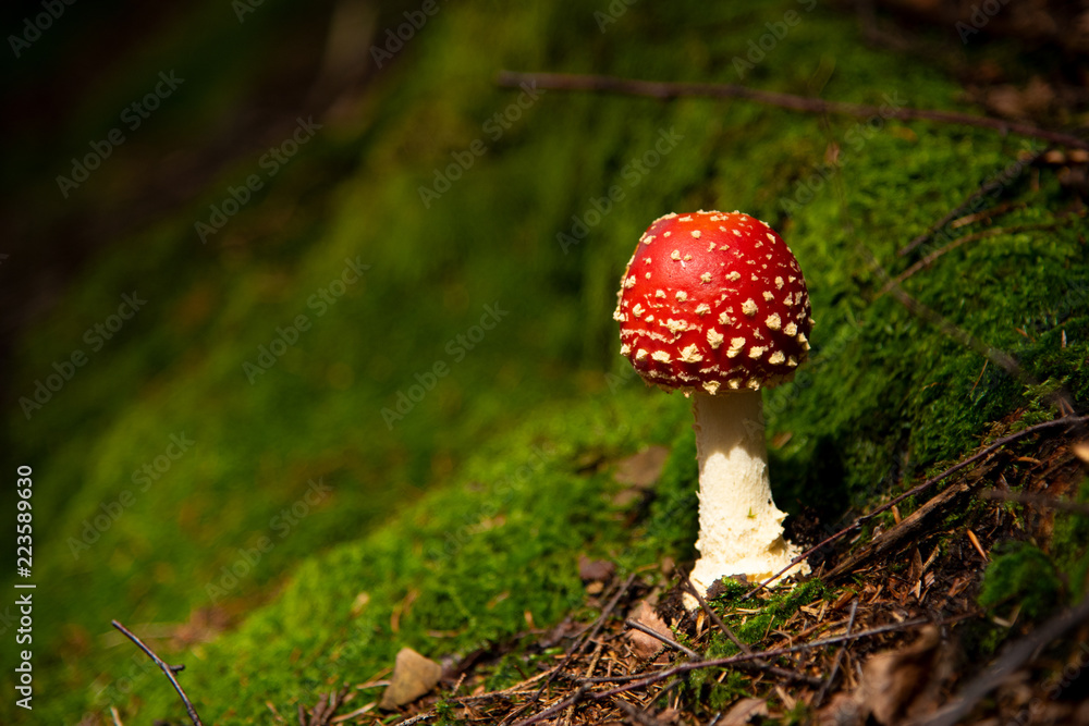 Amanita Muscaria, poisonous mushroom in the forest Amanita Muscaria, poisonous mushroom in the forest