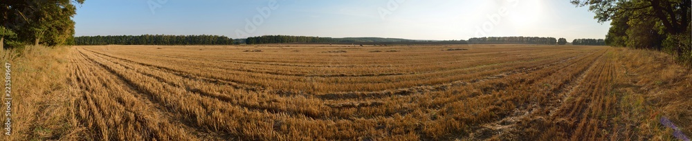 wheat straw field panorama