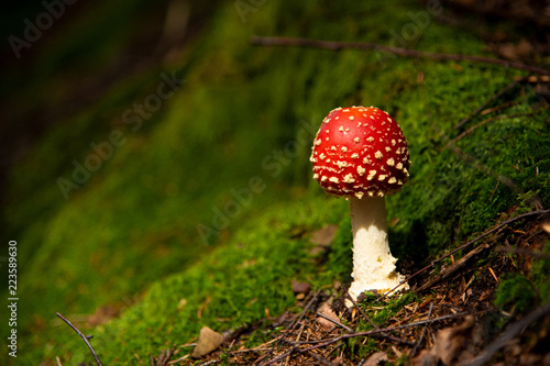 Amanita Muscaria, poisonous mushroom in the forest