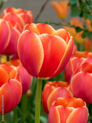 Tulips © Alexander Chekanov