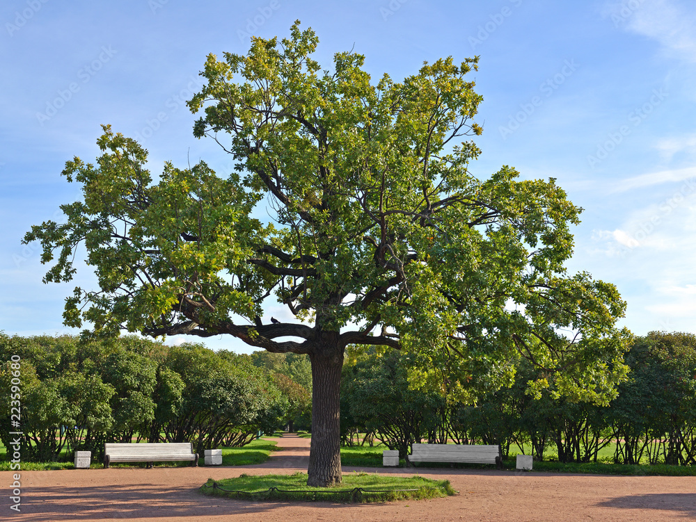 Old oak tree in Field of Mars or Marsovo Polye, large park. Saint-Petersburg, Russia