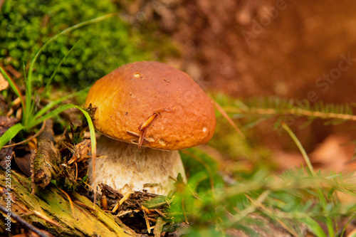 Boletus edulis - edible mushroom. in the forest
