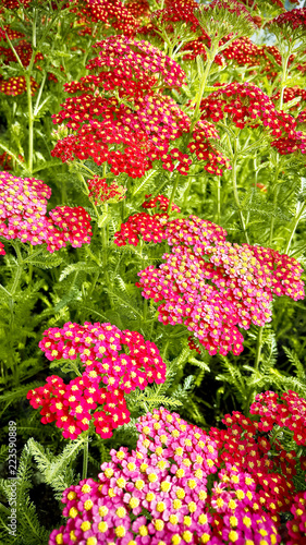 Bunch of little red flowers