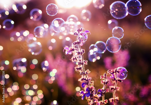 shiny iridescent soap bubbles fly over a green summer bright meadow with lila...