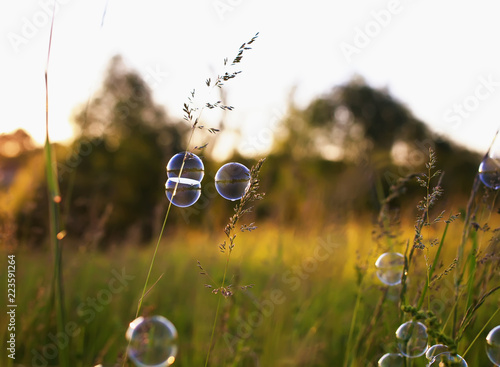 shiny shimmering soap bubbles hang on the grass on a green summer bright mead...