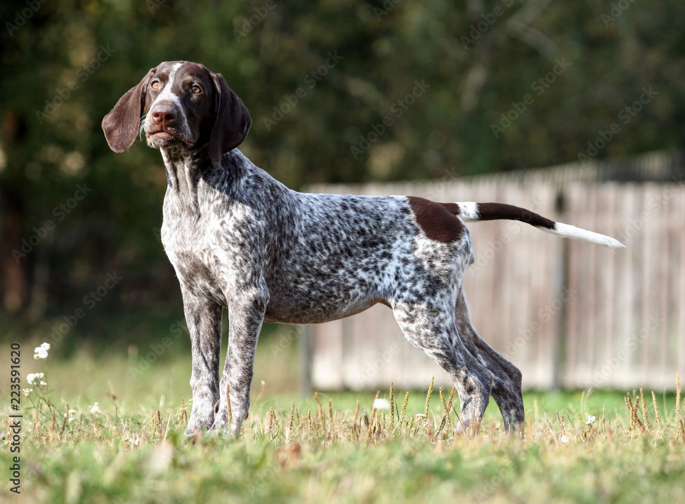 german shorthaired pointer, german kurtshaar one brown spotted puppy  standing on a green grass on the field, a small cute dog, full length  photo, stretched out gracefully, tensed, background trees Stock Photo |