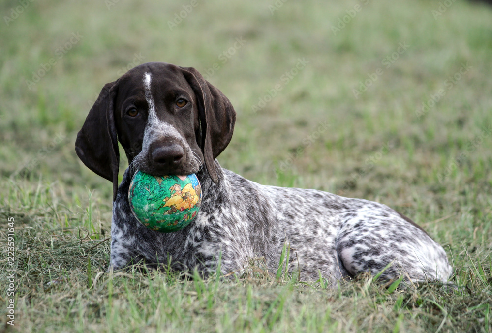 german shorthaired pointer, kurtshaar one brown spotted puppy lies on the green grass, holding a green little ball in his mouth, the dog is looking directly at the camera, close-up photo, 