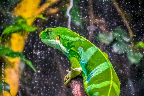 Green iguana