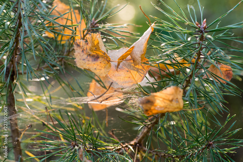 fall birch leaves in cobweb