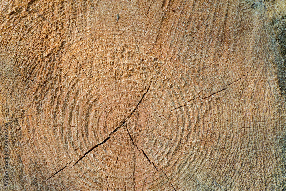 Fototapeta premium cut pine wood log background texture