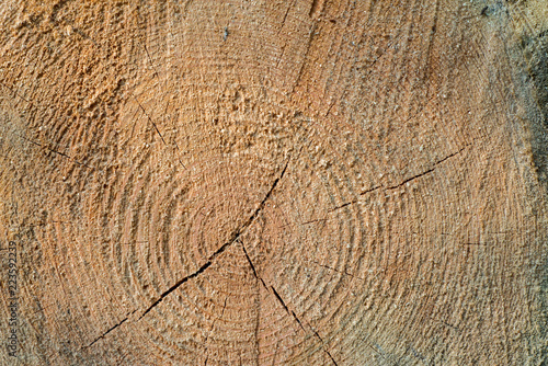 cut pine wood log background texture