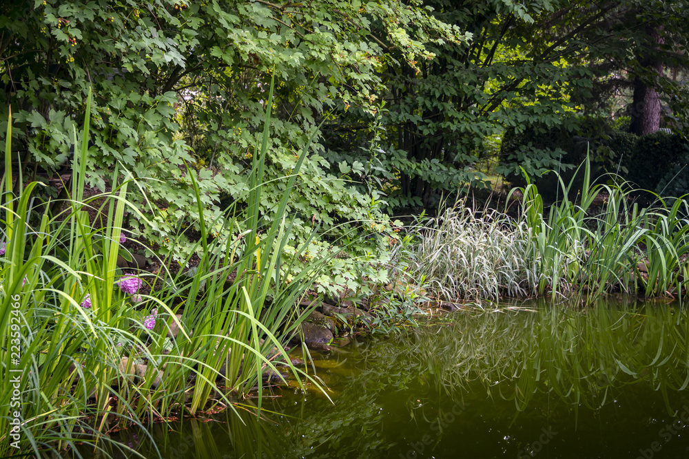 The old pond with dark green water under the big trees. Around its a lot of striped plants. They are reflected in the pond. Nature concept for design The old pond with dark green water under the big trees. Around its a lot of striped plants. They are reflected in the pond. Nature concept for design