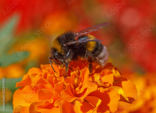 close up of bumblebee sitting on marigold flower