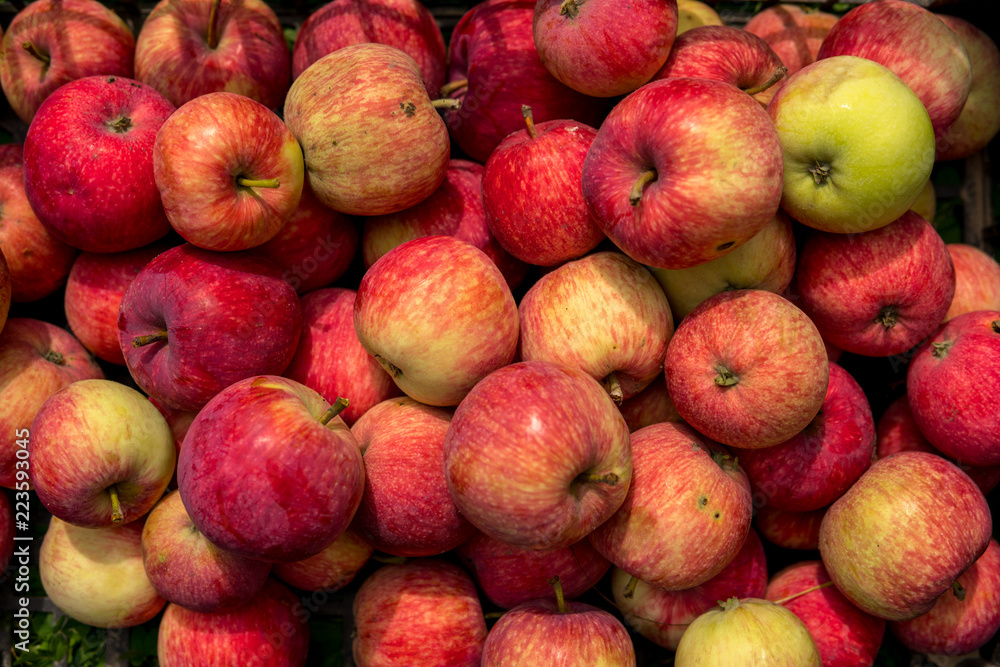 red apples from ecological cultivation red apples from ecological cultivation