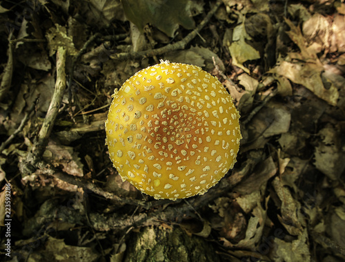 An Amanita muscaria var guessowii Cap photo