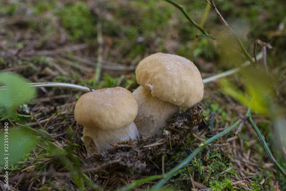 mushrooms - Boletus edulis in a forest close up mushrooms - Boletus edulis in a forest close up