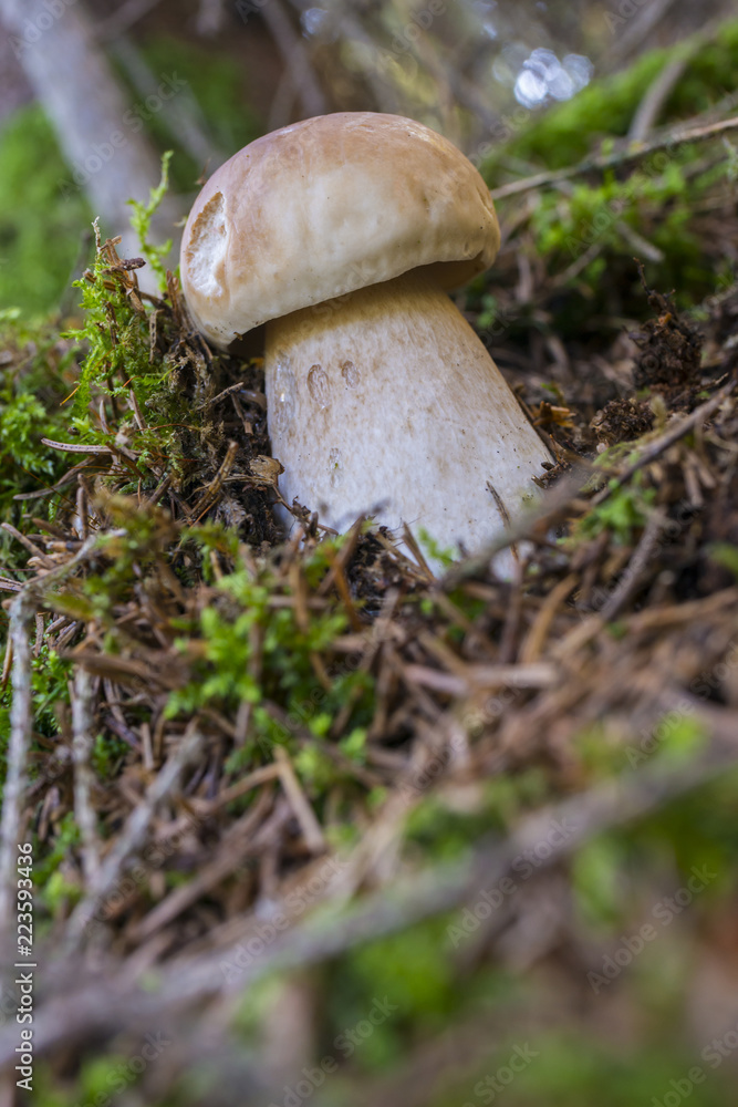 mushrooms - Boletus edulis in a forest close up mushrooms - Boletus edulis in a forest close up