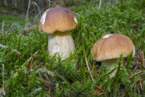 mushrooms - Boletus edulis in a forest close up © Vera Kuttelvaserova