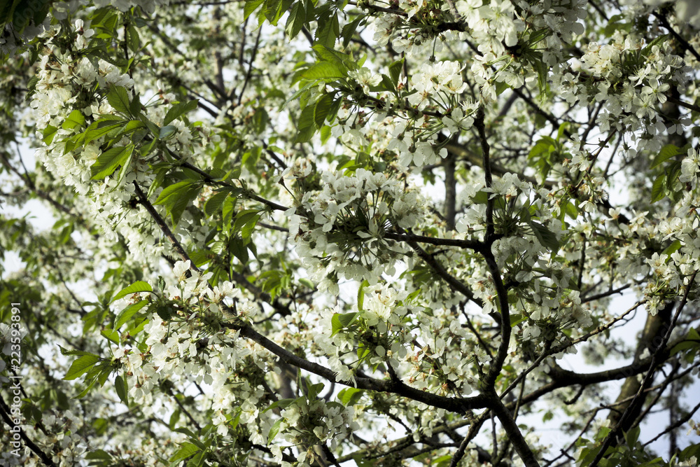 spring flowers on tree spring flowers on tree