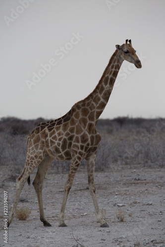 giraffe in africa looking for food