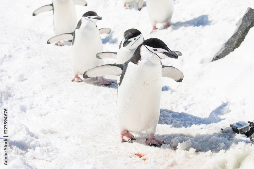 Obraz premium penguin in the arctic