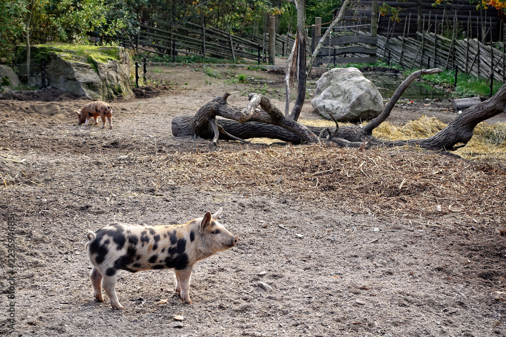 Spotted piglets in an old farmhouse yard. Spotted piglets in an old farmhouse yard.