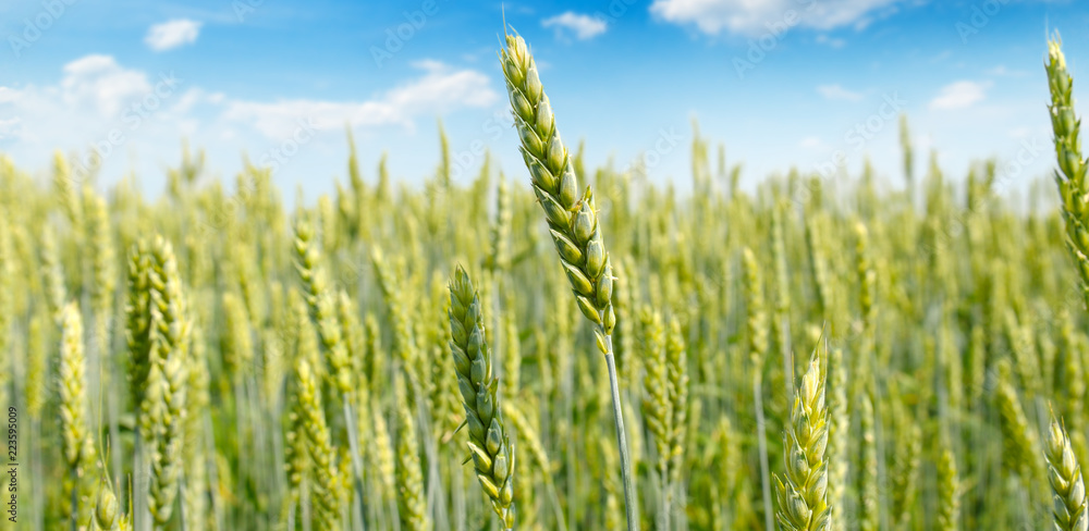 Field with ripe ears of wheat and blue cloudy sky. Shallow depth of field. Focus on the front ears. Wide photo. Field with ripe ears of wheat and blue cloudy sky. Shallow depth of field. Focus on the front ears. Wide photo.