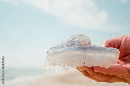 The man's hand holdes the jellyfish photo