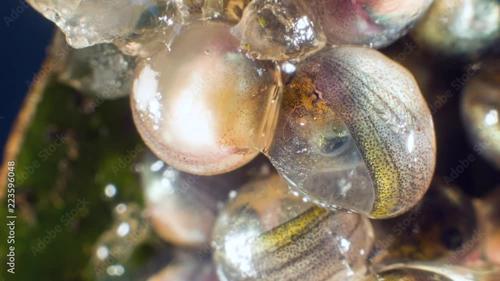 Hatching tadpole of the Ecuadorian Monkey Frog (Phyllomedusa ...