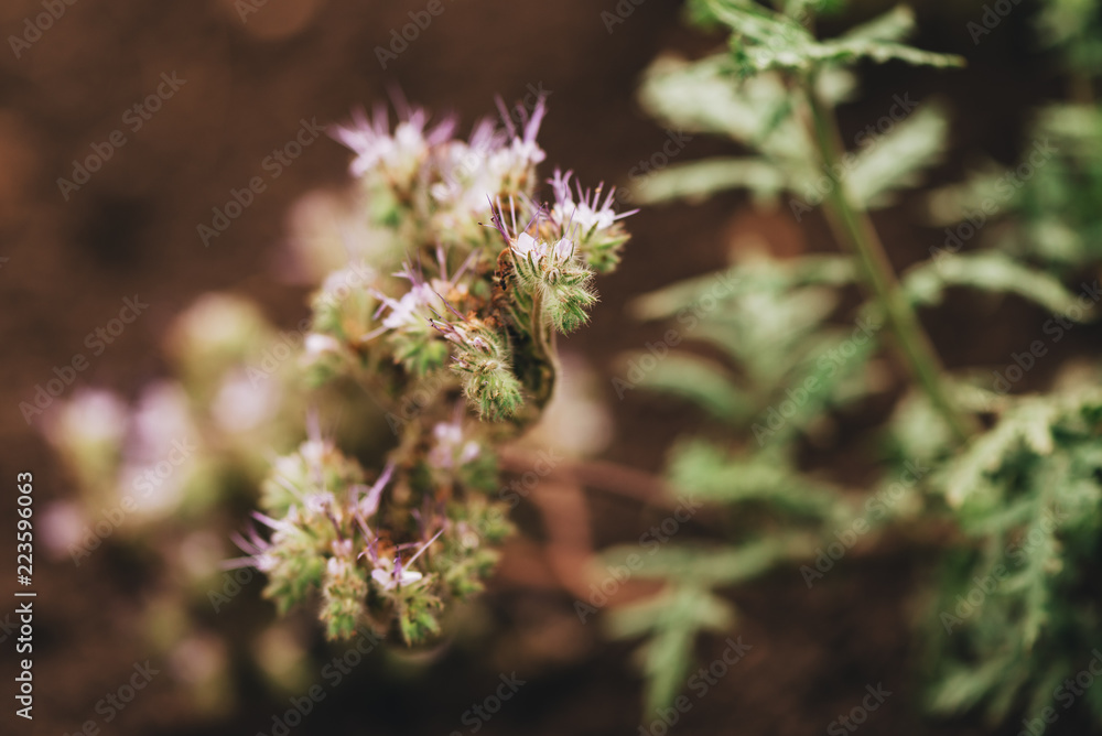 Phacelia tanacetifolia blooming in field Phacelia tanacetifolia blooming in field