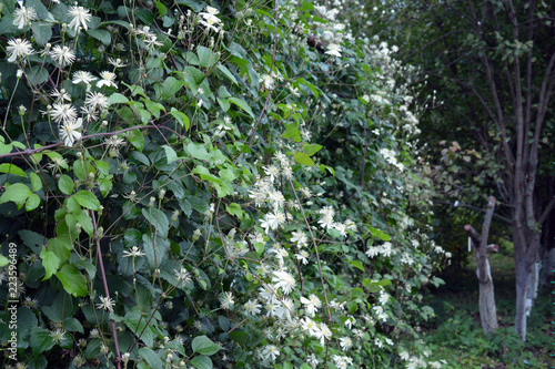 beautiful background of white flowers vines clematis in the garden on the fence