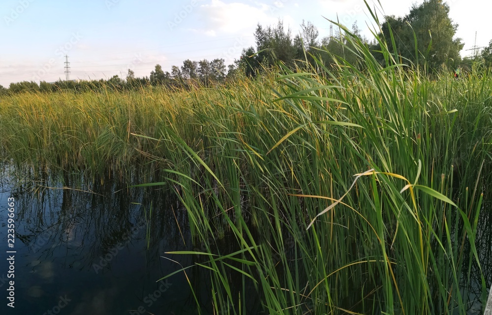 Obraz premium Schilfgras am Ufer eines Sees wiegt sich im Wind im Sonnenlicht
