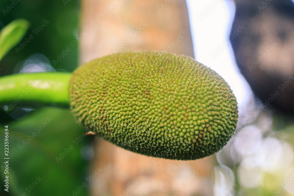 Jackfruit On the tree and young in phuket Thailand, Jackfruits Artocarpus heterophyllus Jackfruit On the tree and young in phuket Thailand, Jackfruits Artocarpus heterophyllus