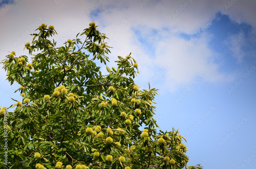 curly and chestnut fruits in a forest on the Tuscan mountains. Italy. curly and chestnut fruits in a forest on the Tuscan mountains. Italy.