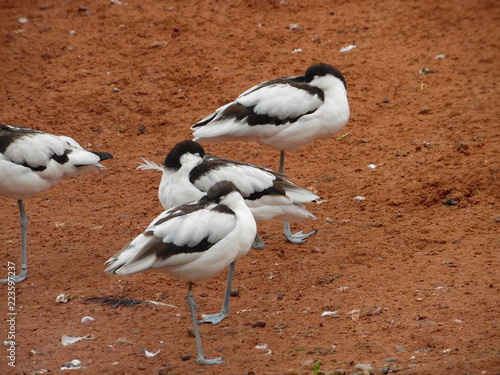 flock of birds